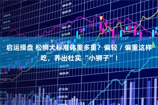 启运操盘 松狮犬标准体重多重？偏轻 / 偏重这样吃，养出壮实 “小狮子”！